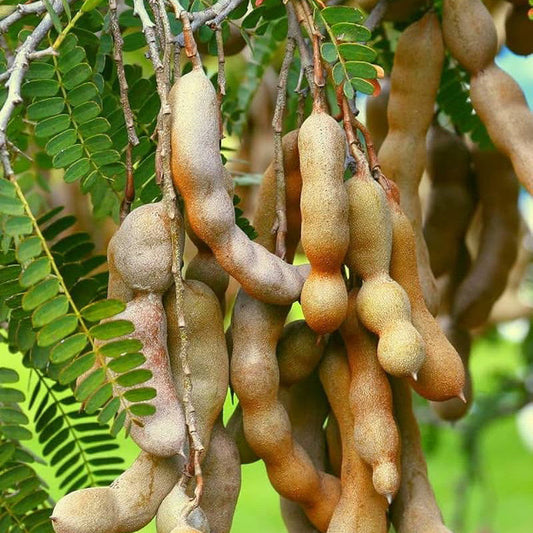 Imli Fruit plants