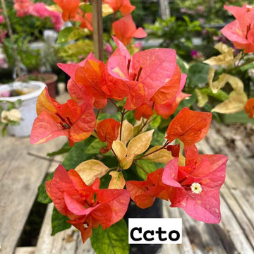 Moonlight Adarna Bougainvillea (new RARE varity)