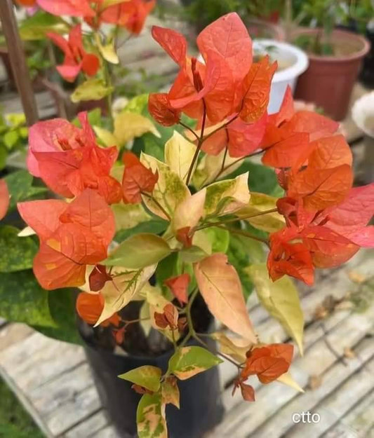 Moonlight Adarna Bougainvillea (new RARE varity)