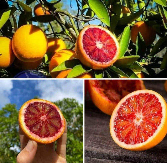 Blood Orange Fruits Plants