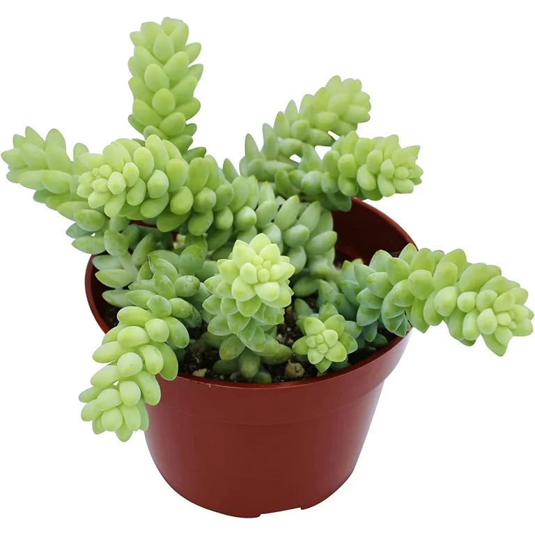Succulent plant