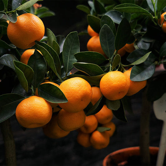 Chinese Santara Orange