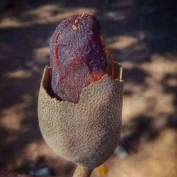 Imli Fruit plants