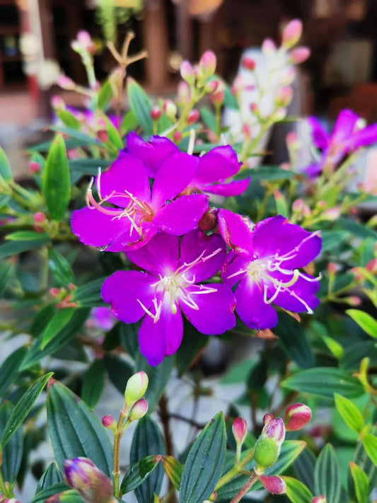 Tibouchina Flowers Plant